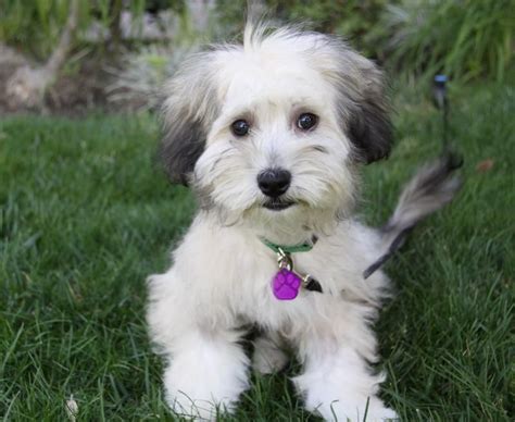 Havanese Dog For Adoption Available Dogs – Havaheart Rescue